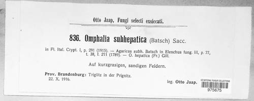 Omphalina subhepatica image